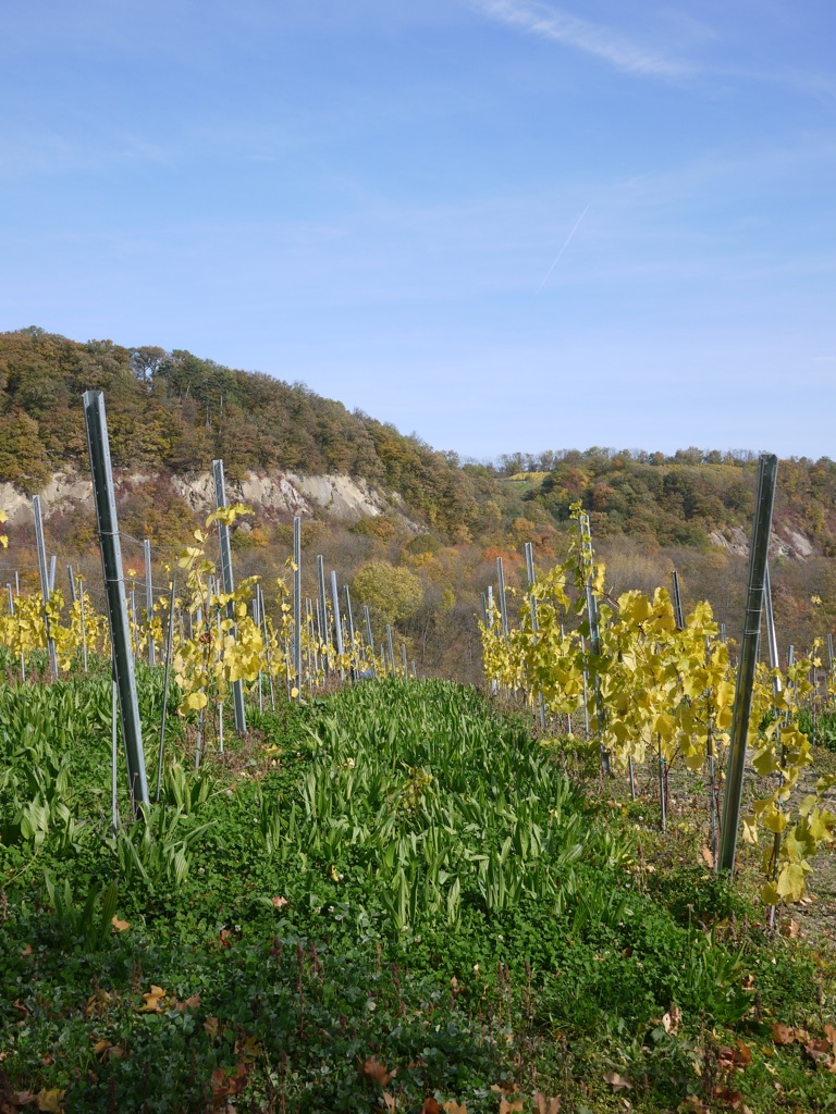 Sieveringer Weinberge