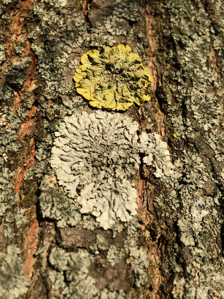 Lichen