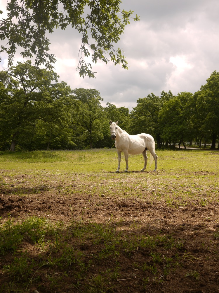 Lipizzan horse in Lipica, Slovenia